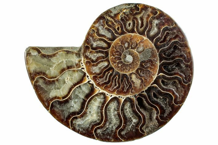 Cut & Polished Ammonite Fossil (Half) - Madagascar #296505